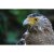 Canon RF-S 55-210mm f/5-7.1 IS STM Lens