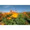 Canon RF 14mm f/1.4 L VCM Lens - view 9